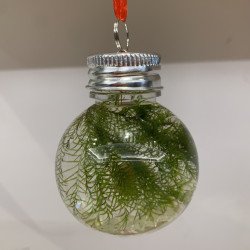 Christmas Hanging Moss Bauble- Kraft Gifting box at Shrimp Cove Buy Now1