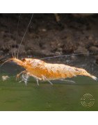 Sunrise Shrimp at Shrimp Cove cardina buy now! SALE