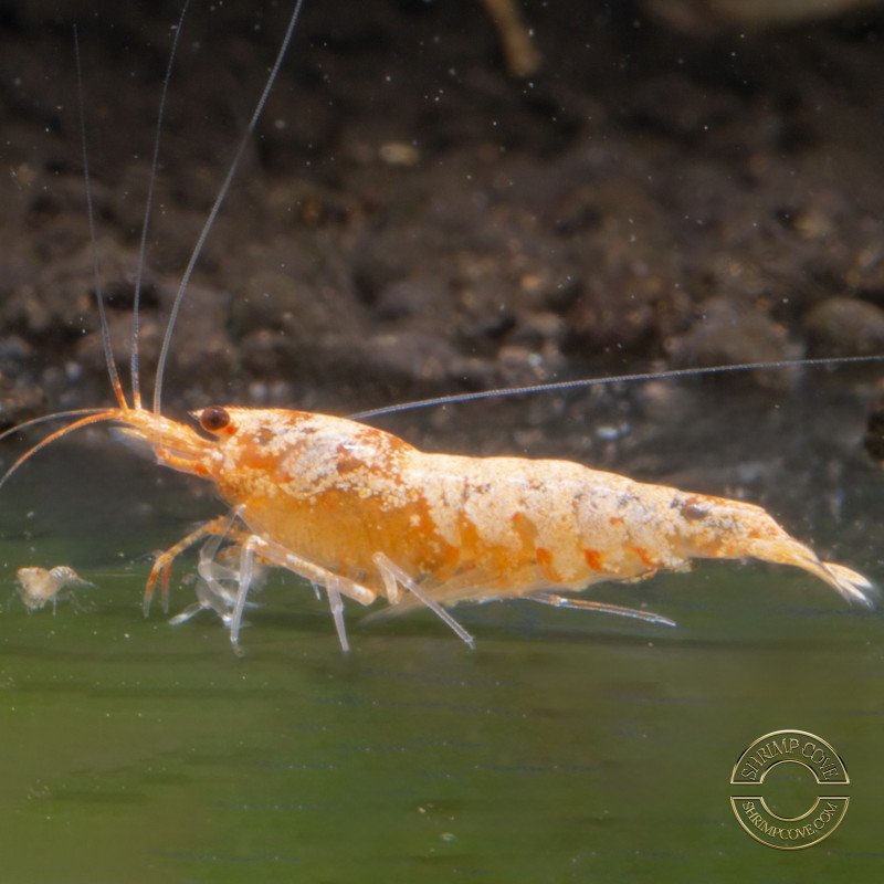 Sunrise Shrimp at Shrimp Cove cardina buy now! SALE