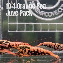 10x Shrimp MIND BLOWING BARGAINS Caridina Shrimp Aquarium Beauty | Shrimp Cove