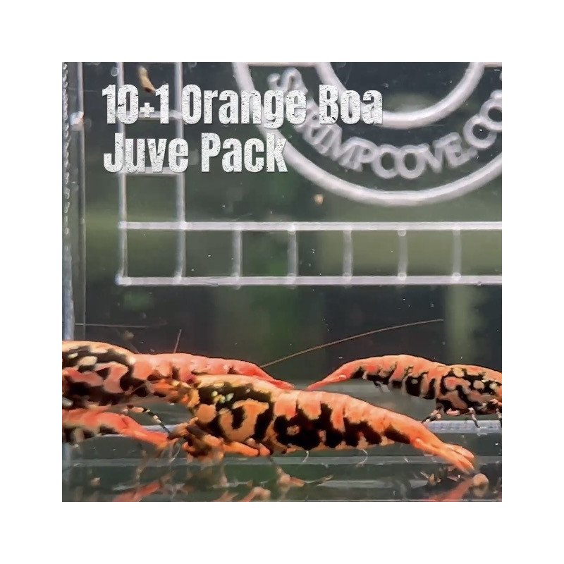 10x Shrimp MIND BLOWING BARGAINS Caridina Shrimp Aquarium Beauty | Shrimp Cove