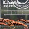 10x Shrimp MIND BLOWING BARGAINS Caridina Shrimp Aquarium Beauty | Shrimp Cove