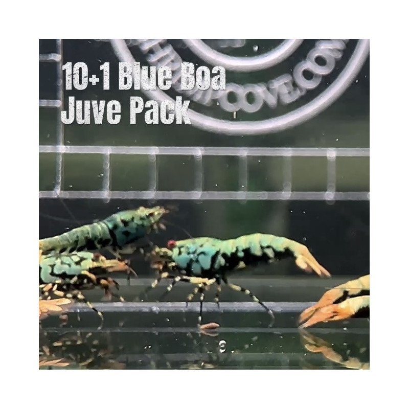 10 Blue Boa Caridina Shrimp Aquarium Beauty | Shrimp Cove | BEST IN UK