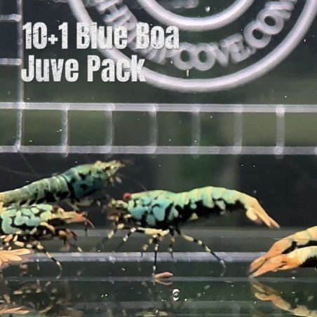 10 Blue Boa Caridina Shrimp Aquarium Beauty | Shrimp Cove | BEST IN UK