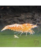 Sunrise Shrimp at Shrimp Cove cardina buy now! SALE