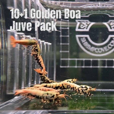 10 Golden Boa Caridina Shrimp Aquarium Beauty | Shrimp Cove | BEST IN UK