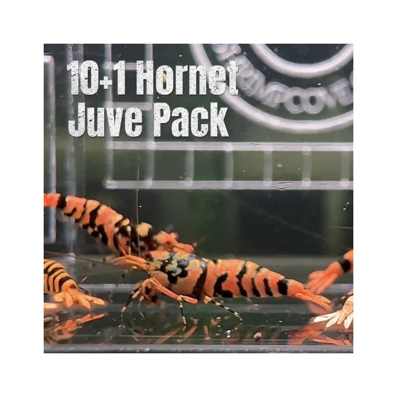 10x HORNET CARIDINA SHRIMP A MIND BLOWING BARGAIN | Shrimp Cove