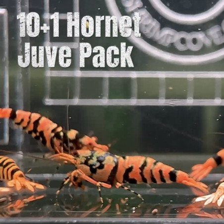 10x HORNET CARIDINA SHRIMP A MIND BLOWING BARGAIN | Shrimp Cove