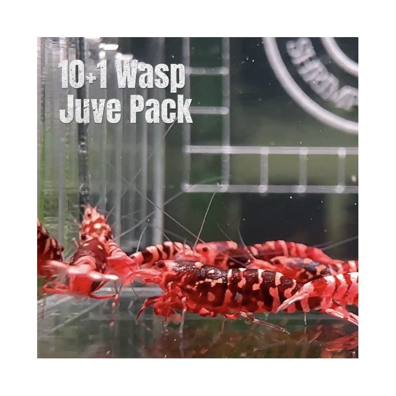 10X WASP Juvenile TB Genetics Caridina Shrimp Aquarium | Shrimp Cove | BEST IN UK