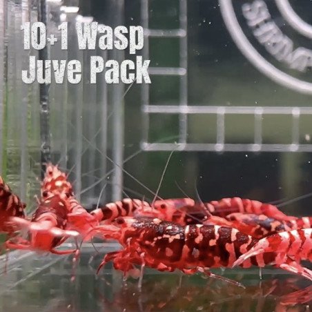 10X WASP Juvenile TB Genetics Caridina Shrimp Aquarium | Shrimp Cove | BEST IN UK
