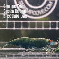 Shrimp AT MIND BLOWING PRICE Neo & Caridina Shrimp Aquarium Beauty | Shrimp Cove | BEST IN UK