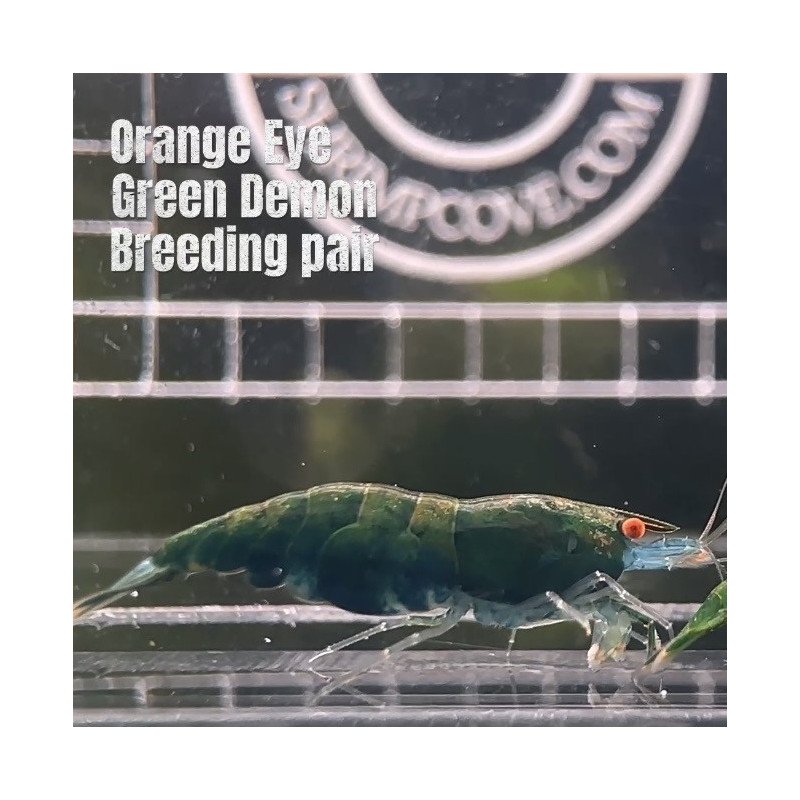 Shrimp AT MIND BLOWING PRICE Neo & Caridina Shrimp Aquarium Beauty | Shrimp Cove | BEST IN UK