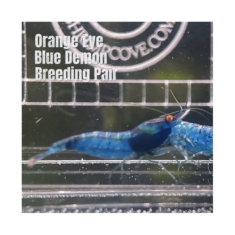 Shrimp AT MIND BLOWING PRICE Neo & Caridina Shrimp Aquarium Beauty | Shrimp Cove | BEST IN UK