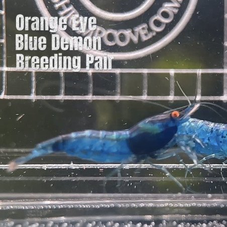 Shrimp AT MIND BLOWING PRICE Neo & Caridina Shrimp Aquarium Beauty | Shrimp Cove | BEST IN UK