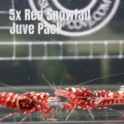 5x Shrimp MIND BLOWING BARGAINS Caridina Shrimp Aquarium Beauty | Shrimp Cove