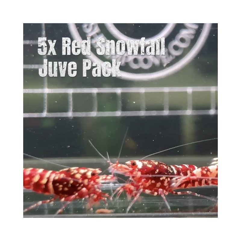 5x Shrimp MIND BLOWING BARGAINS Caridina Shrimp Aquarium Beauty | Shrimp Cove