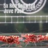 5x Shrimp MIND BLOWING BARGAINS Caridina Shrimp Aquarium Beauty | Shrimp Cove