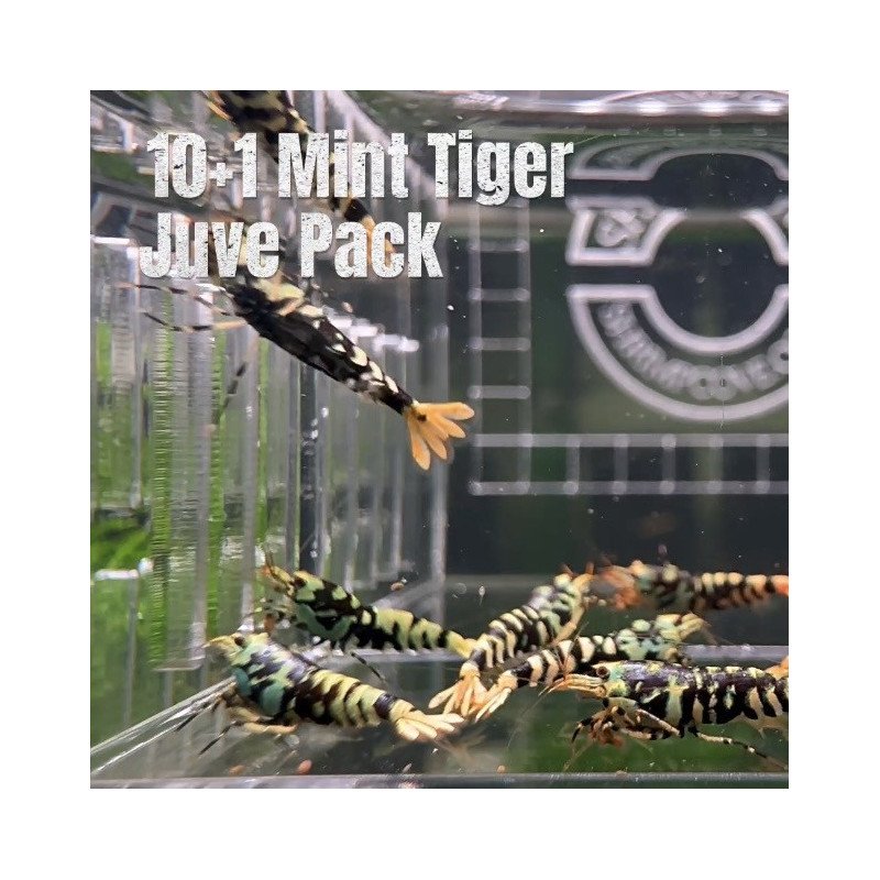 10x Shrimp MIND BLOWING BARGAINS Caridina Shrimp Aquarium Beauty | Shrimp Cove