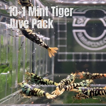 10x Shrimp MIND BLOWING BARGAINS Caridina Shrimp Aquarium Beauty | Shrimp Cove