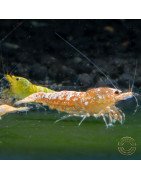 Sunrise Shrimp at Shrimp Cove cardina buy now! SALE