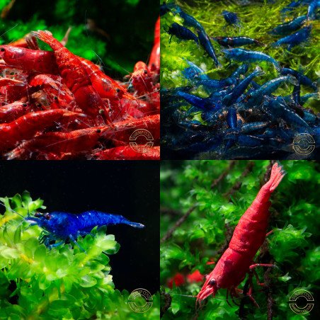 Red and Blue Neocardina Shrimp Bundle at Shrimp Cove Buy Now UK