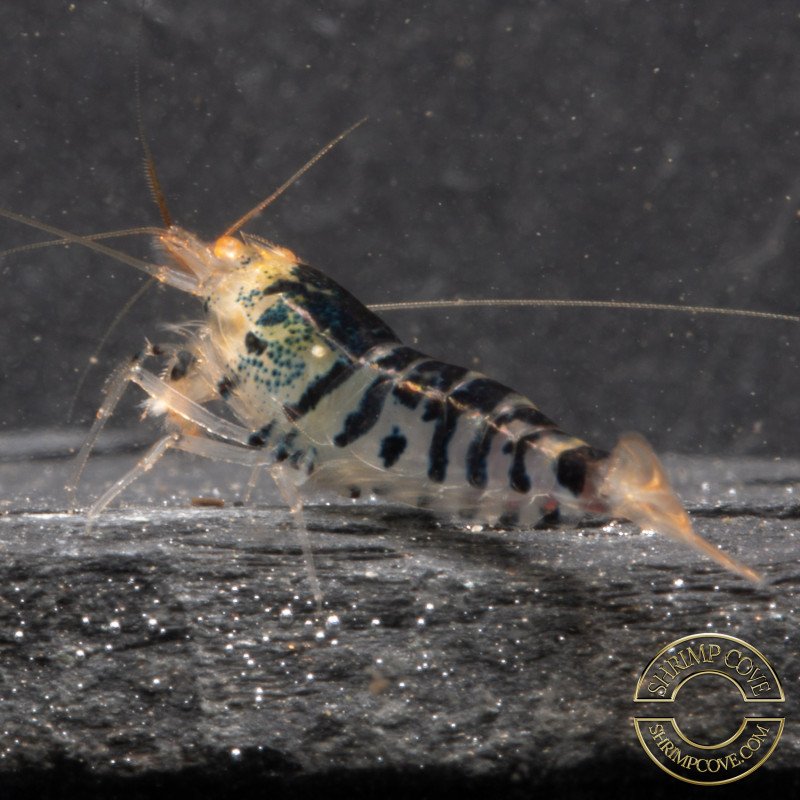 Orange Eye Tiger Caridina Shrimp Cove