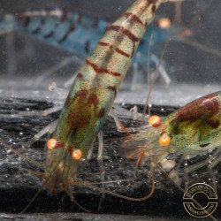 Orange Eye Tiger Caridina Shrimp Cove