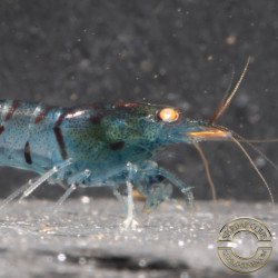 Orange Eye Tiger Caridina Shrimp Cove