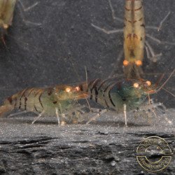 Orange Eye Tiger Caridina Shrimp Cove
