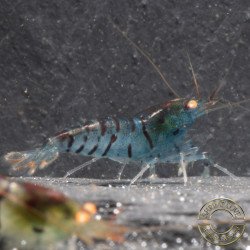 Orange Eye Tiger Caridina Shrimp Cove