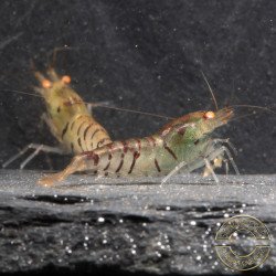 Orange Eye Tiger Caridina Shrimp Cove