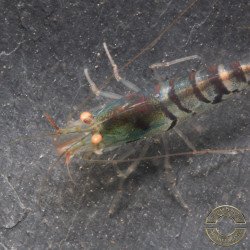 Orange Eye Tiger Caridina Shrimp Cove