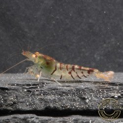 Orange Eye Tiger Caridina Shrimp Cove