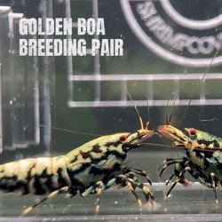 TB Shrimp A MIND BLOWING BARGAIN Caridina Shrimp Aquarium Beauty | Shrimp Cove | BEST IN UK