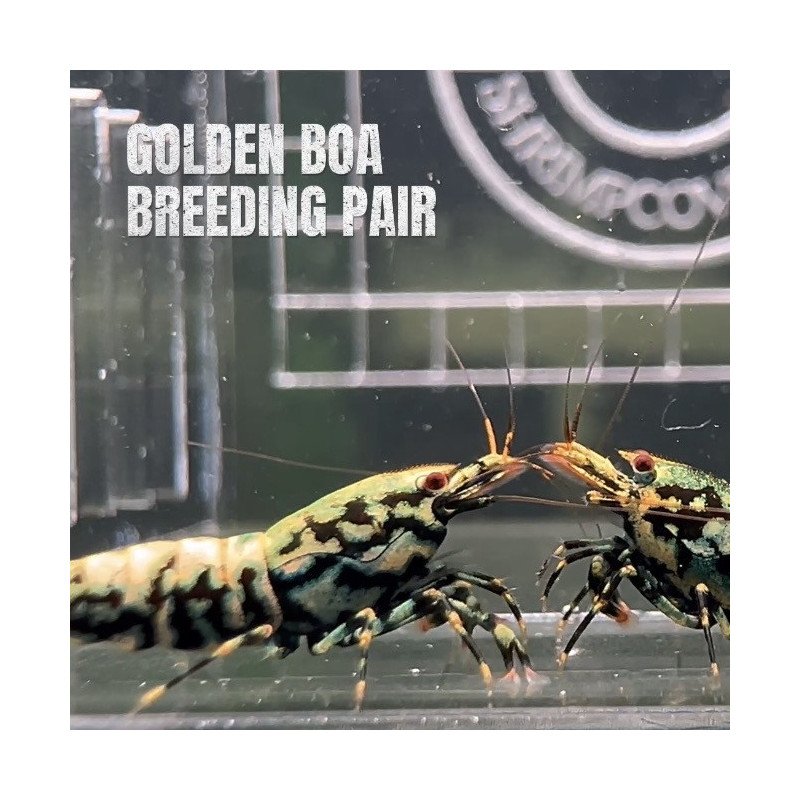 TB Shrimp A MIND BLOWING BARGAIN Caridina Shrimp Aquarium Beauty | Shrimp Cove | BEST IN UK