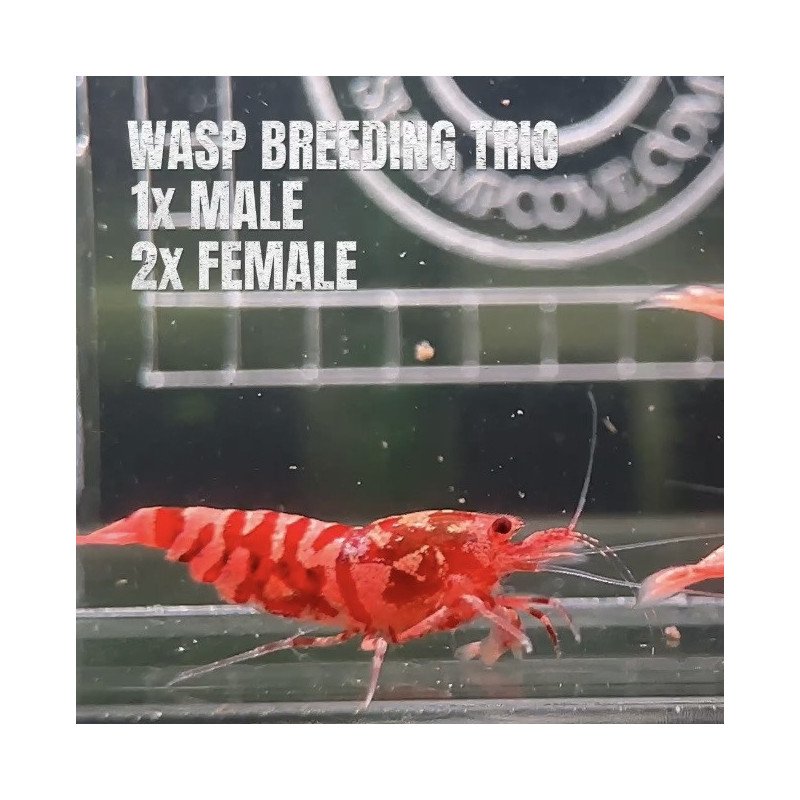 3x TB Shrimp A MIND BLOWING BARGAIN Caridina Shrimp Aquarium Beauty | Shrimp Cove | BEST IN UK
