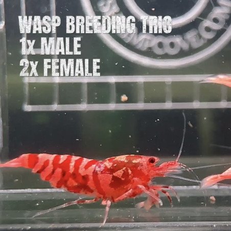 3x TB Shrimp A MIND BLOWING BARGAIN Caridina Shrimp Aquarium Beauty | Shrimp Cove | BEST IN UK