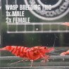3x TB Shrimp A MIND BLOWING BARGAIN Caridina Shrimp Aquarium Beauty | Shrimp Cove | BEST IN UK