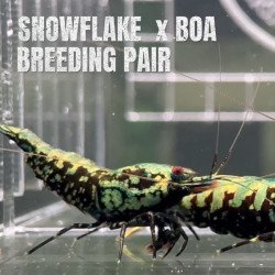 TB Shrimp A MIND BLOWING BARGAIN Caridina Shrimp Aquarium Beauty | Shrimp Cove | BEST IN UK