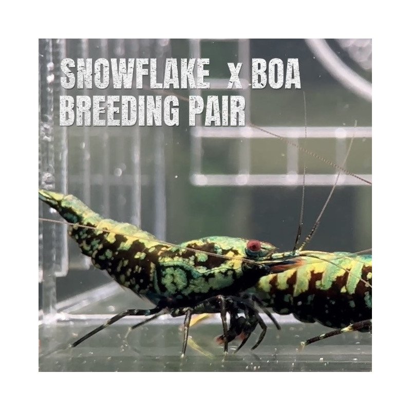 TB Shrimp A MIND BLOWING BARGAIN Caridina Shrimp Aquarium Beauty | Shrimp Cove | BEST IN UK