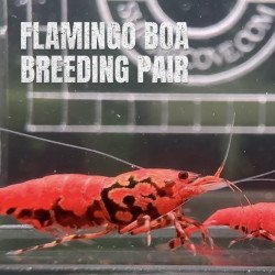 TB Shrimp A MIND BLOWING BARGAIN Caridina Shrimp Aquarium Beauty | Shrimp Cove | BEST IN UK