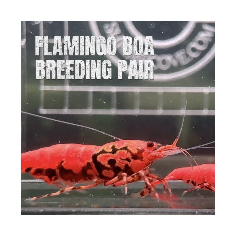 TB Shrimp A MIND BLOWING BARGAIN Caridina Shrimp Aquarium Beauty | Shrimp Cove | BEST IN UK