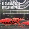 TB Shrimp A MIND BLOWING BARGAIN Caridina Shrimp Aquarium Beauty | Shrimp Cove | BEST IN UK