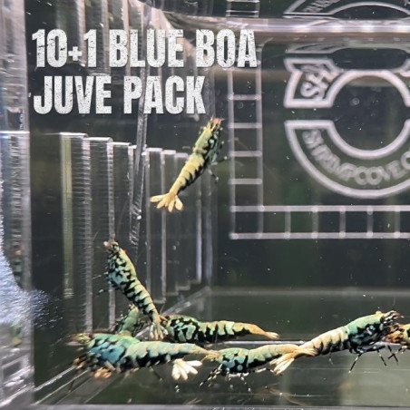 10 Blue Boa Caridina Shrimp Aquarium Beauty | Shrimp Cove | BEST IN UK