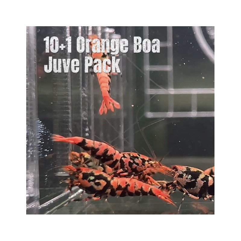 10x Shrimp MIND BLOWING BARGAINS Caridina Shrimp Aquarium Beauty | Shrimp Cove