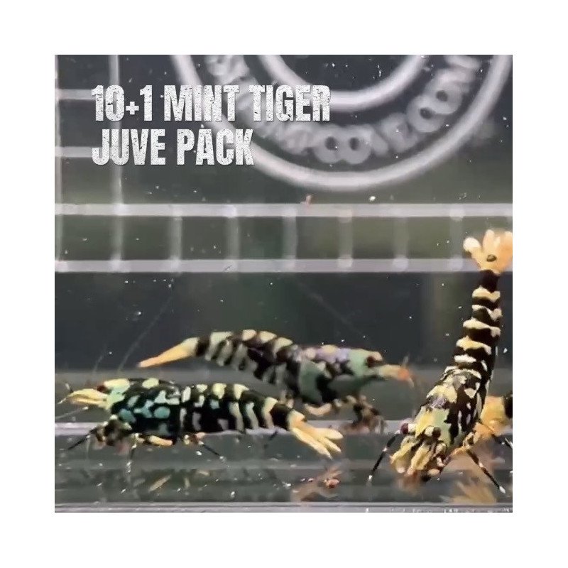 10x Shrimp MIND BLOWING BARGAINS Caridina Shrimp Aquarium Beauty | Shrimp Cove