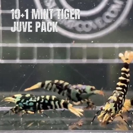 10x Shrimp MIND BLOWING BARGAINS Caridina Shrimp Aquarium Beauty | Shrimp Cove