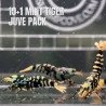 10x Shrimp MIND BLOWING BARGAINS Caridina Shrimp Aquarium Beauty | Shrimp Cove