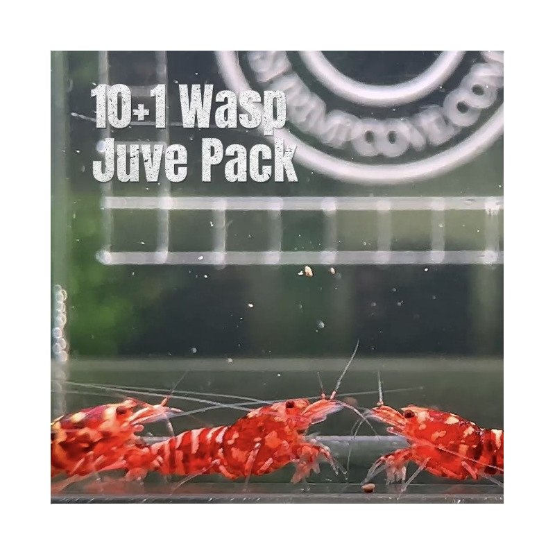 10X WASP Juvenile TB Genetics Caridina Shrimp Aquarium | Shrimp Cove | BEST IN UK