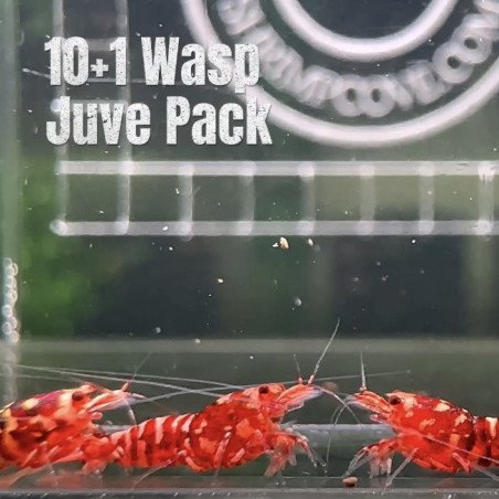 10X WASP Juvenile TB Genetics Caridina Shrimp Aquarium | Shrimp Cove | BEST IN UK